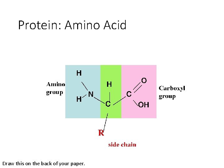 Protein: Amino Acid Draw this on the back of your paper. 