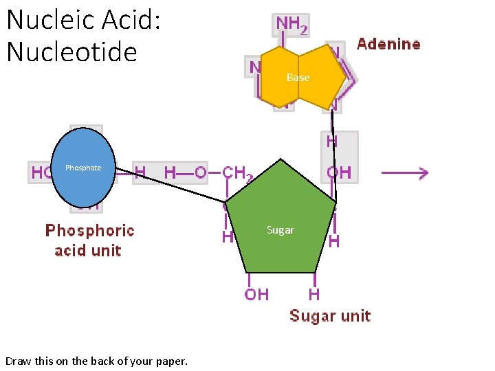 Nucleic Acid: Nucleotide Base Phosphate Sugar Draw this on the back of your paper.