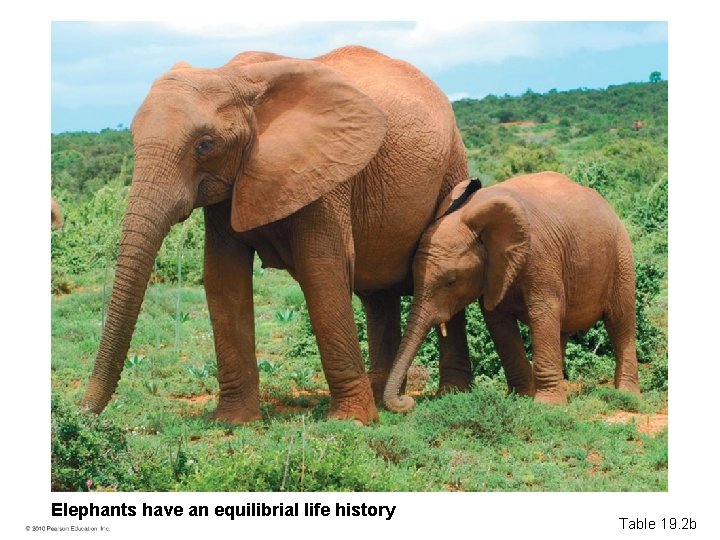 Elephants have an equilibrial life history Table 19. 2 b 