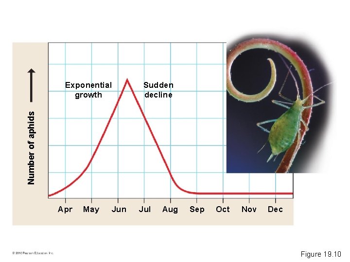 Sudden decline Number of aphids Exponential growth Apr May Jun Jul Aug Sep Oct