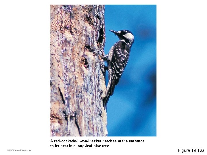 A red-cockaded woodpecker perches at the entrance to its nest in a long-leaf pine