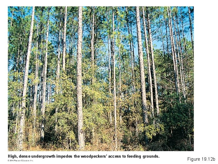 High, dense undergrowth impedes the woodpeckers’ access to feeding grounds. Figure 19. 12 b