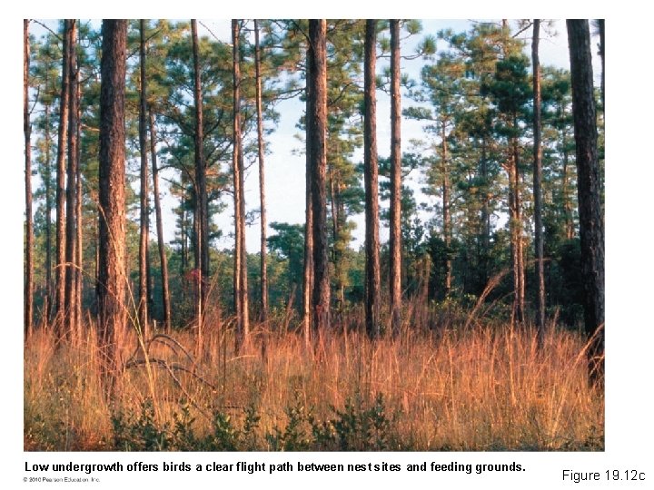 Low undergrowth offers birds a clear flight path between nest sites and feeding grounds.