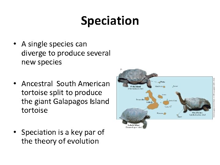 Speciation • A single species can diverge to produce several new species • Ancestral