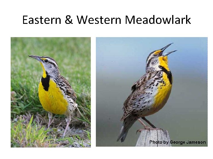 Eastern & Western Meadowlark 