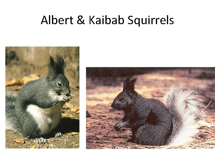 Albert & Kaibab Squirrels 