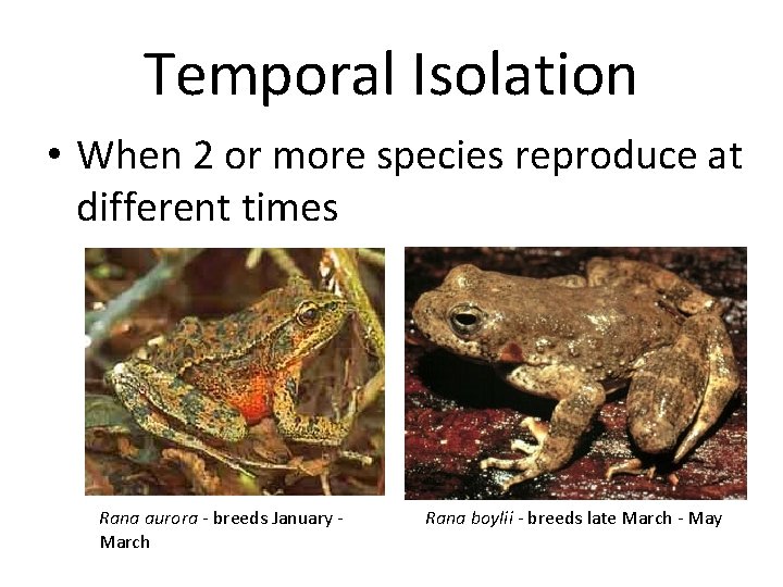 Temporal Isolation • When 2 or more species reproduce at different times Rana aurora