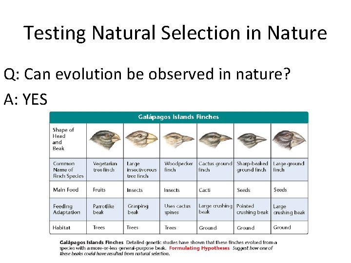 Testing Natural Selection in Nature Q: Can evolution be observed in nature? A: YES