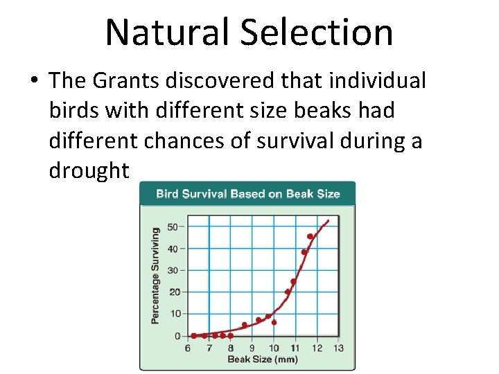 Natural Selection • The Grants discovered that individual birds with different size beaks had