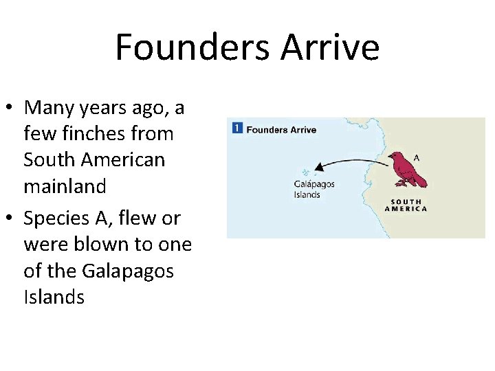 Founders Arrive • Many years ago, a few finches from South American mainland •