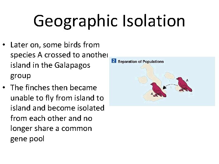 Geographic Isolation • Later on, some birds from species A crossed to another island