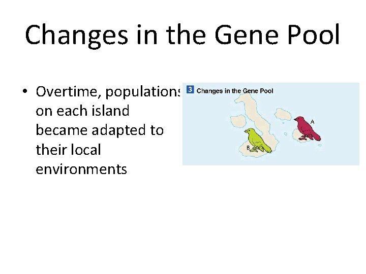 Changes in the Gene Pool • Overtime, populations on each island became adapted to