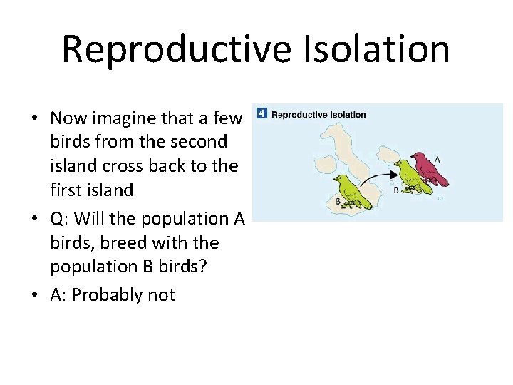 Reproductive Isolation • Now imagine that a few birds from the second island cross