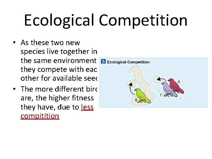 Ecological Competition • As these two new species live together in the same environment,