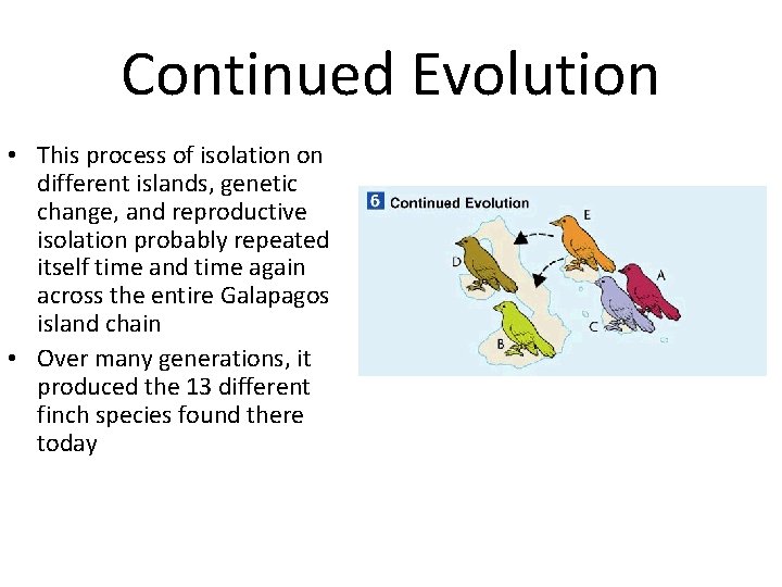 Continued Evolution • This process of isolation on different islands, genetic change, and reproductive