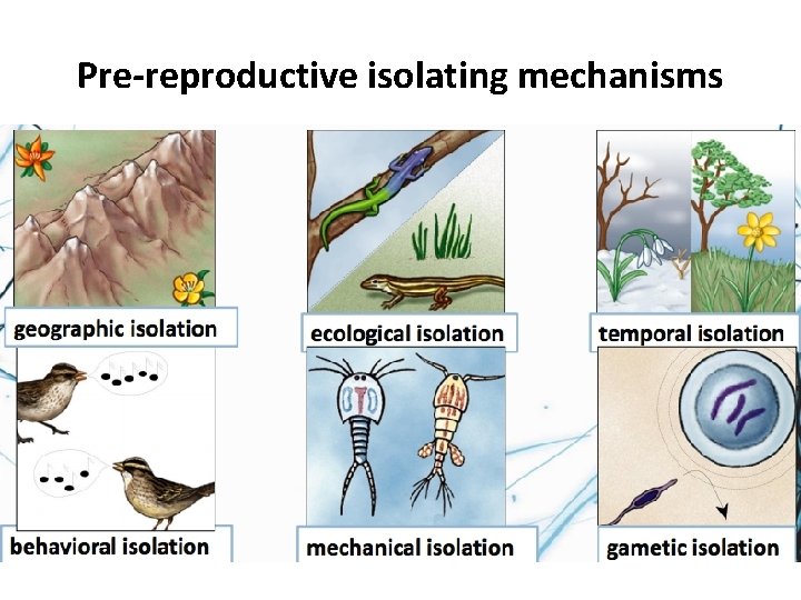 Pre-reproductive isolating mechanisms 