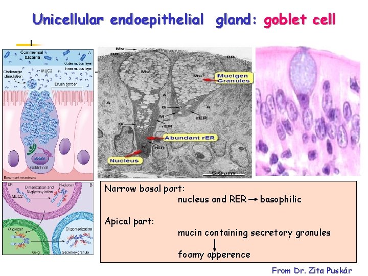 Unicellular endoepithelial gland: goblet cell Narrow basal part: nucleus and RER Apical part: basophilic