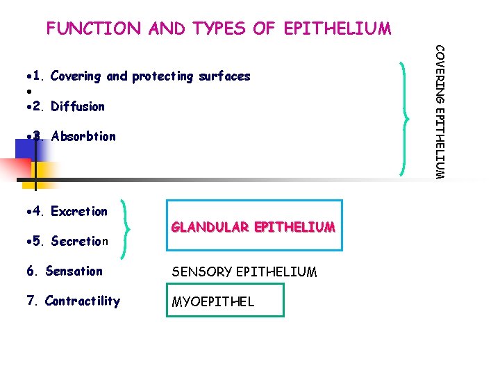 FUNCTION AND TYPES OF EPITHELIUM 3. Absorbtion 4. Excretion 5. Secretion GLANDULAR EPITHELIUM 6.