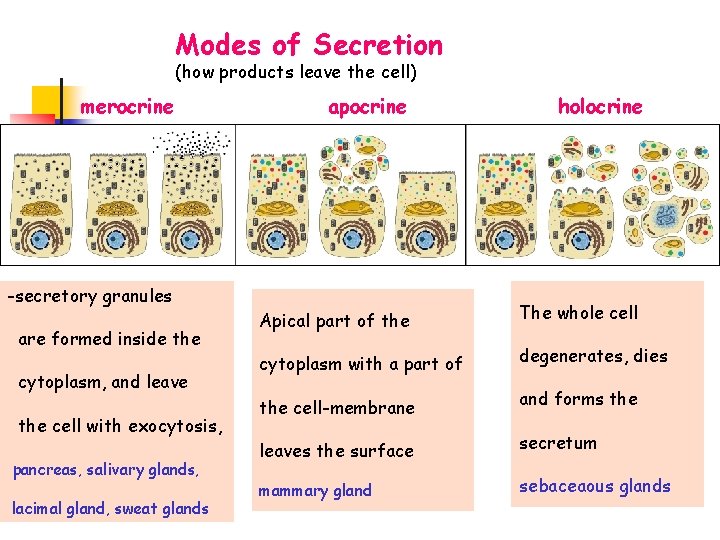 Modes of Secretion (how products leave the cell) merocrine apocrine -secretory granules are formed