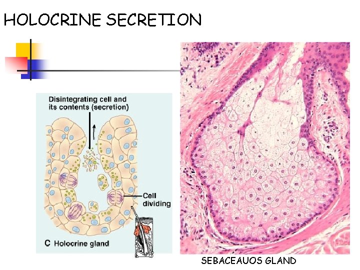 HOLOCRINE SECRETION SEBACEAUOS GLAND 