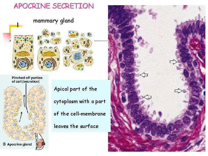 APOCRINE SECRETION mammary gland Apical part of the cytoplasm with a part of the