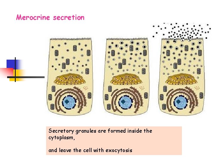 Merocrine secretion Secretory granules are formed inside the cytoplasm, and leave the cell with