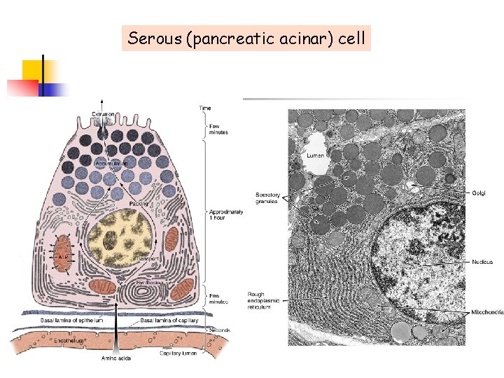 Serous (pancreatic acinar) cell 