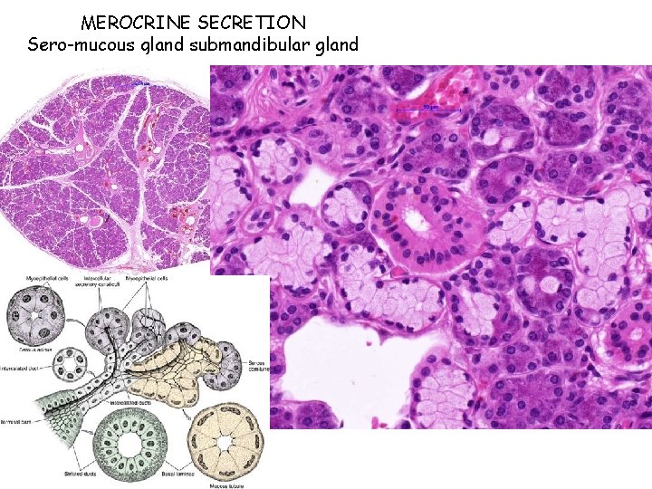 MEROCRINE SECRETION Sero-mucous gland submandibular gland 