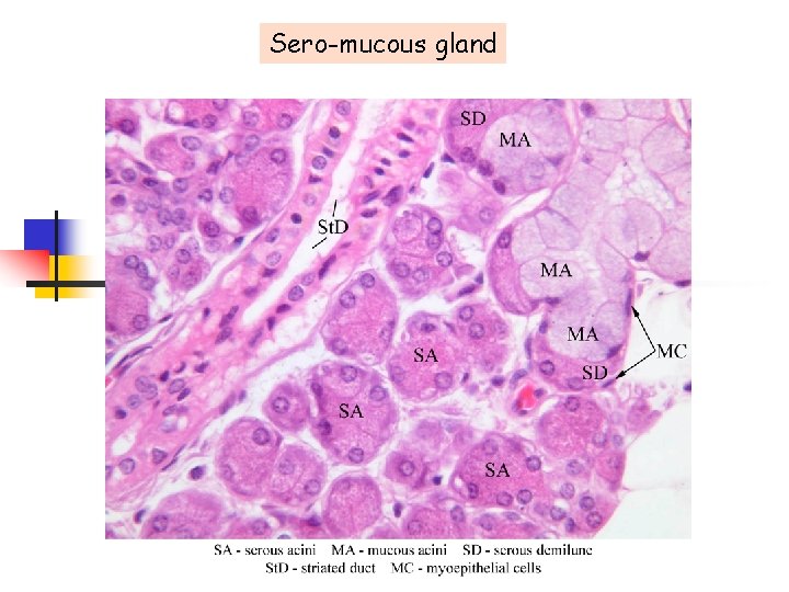 Sero-mucous gland 