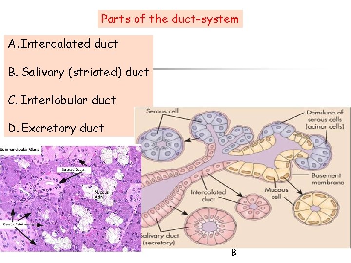 Parts of the duct-system A. Intercalated duct B. Salivary (striated) duct C. Interlobular duct