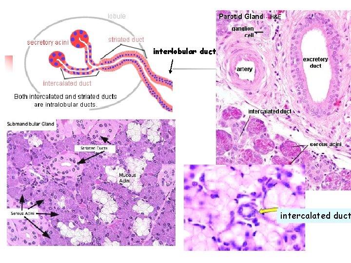 interlobular duct intercalated duct 