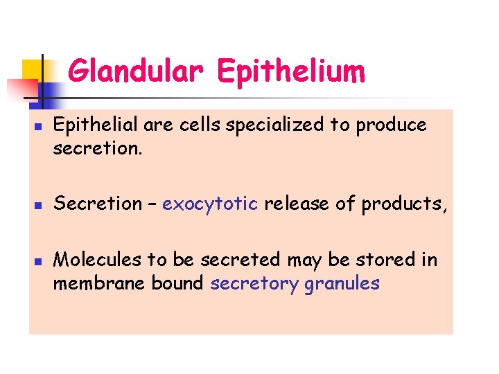 Glandular Epithelium n n n Epithelial are cells specialized to produce secretion. Secretion –