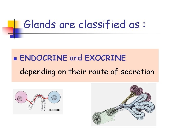 Glands are classified as : n ENDOCRINE and EXOCRINE depending on their route of