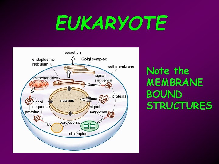 EUKARYOTE Note the MEMBRANE BOUND STRUCTURES 
