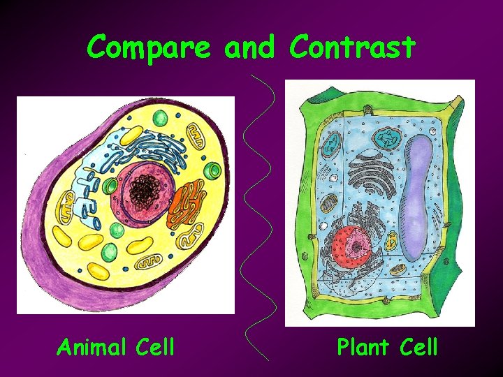 Compare and Contrast Animal Cell Plant Cell 