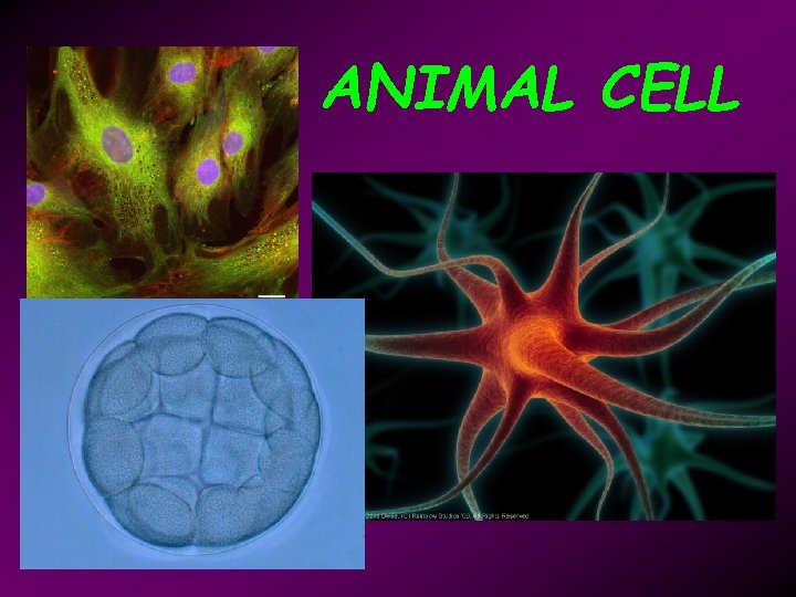 ANIMAL CELL 