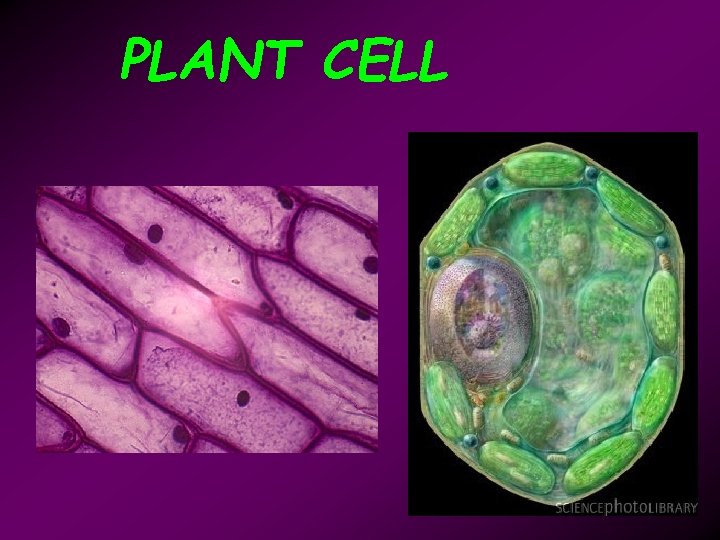 PLANT CELL 