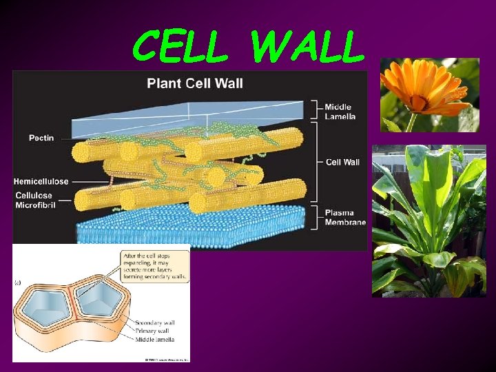 CELL WALL 