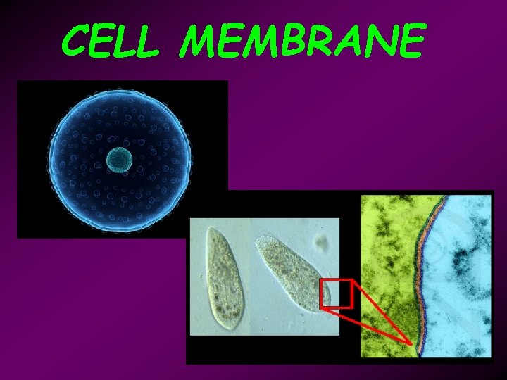 CELL MEMBRANE 
