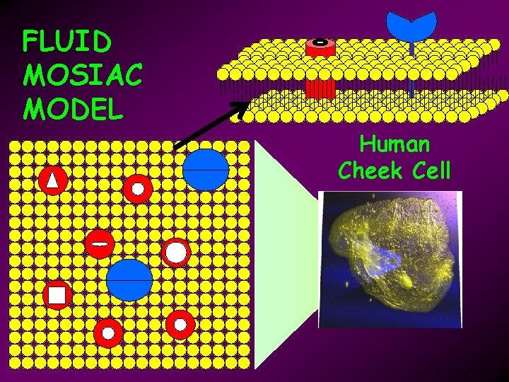 FLUID MOSIAC MODEL Human Cheek Cell 