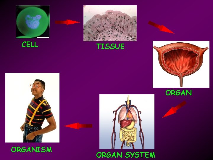 CELL TISSUE ORGANISM ORGAN SYSTEM 