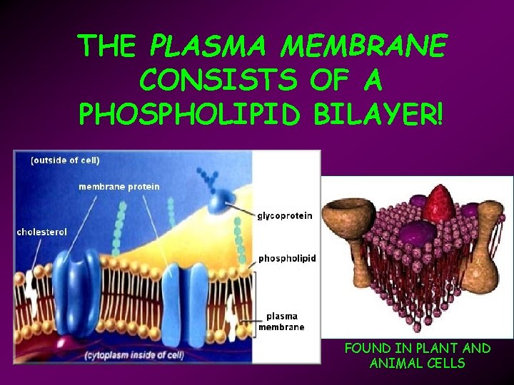 THE PLASMA MEMBRANE CONSISTS OF A PHOSPHOLIPID BILAYER! FOUND IN PLANT AND ANIMAL CELLS