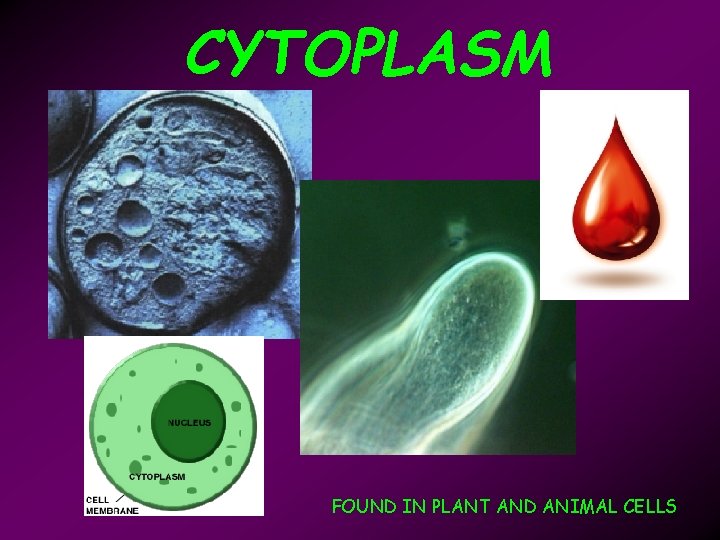 CYTOPLASM FOUND IN PLANT AND ANIMAL CELLS 
