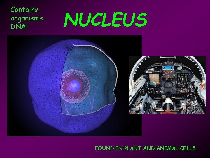Contains organisms DNA! NUCLEUS FOUND IN PLANT AND ANIMAL CELLS 
