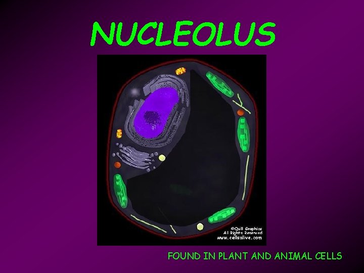 NUCLEOLUS FOUND IN PLANT AND ANIMAL CELLS 