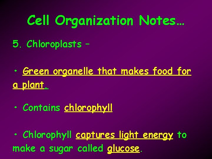 Cell Organization Notes… 5. Chloroplasts – • Green organelle that makes food for a