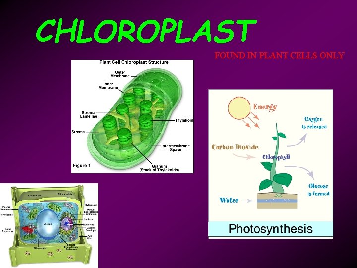 CHLOROPLAST FOUND IN PLANT CELLS ONLY 