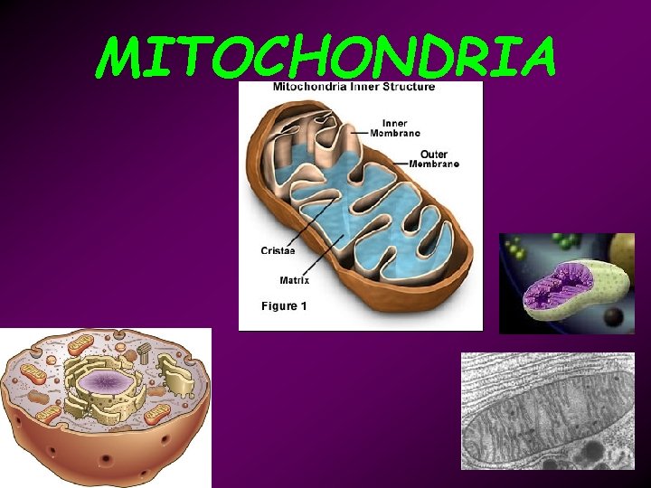 MITOCHONDRIA 