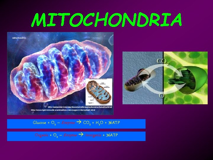 MITOCHONDRIA Glucose + O 2 – Enzyme CO 2 + H 2 O +