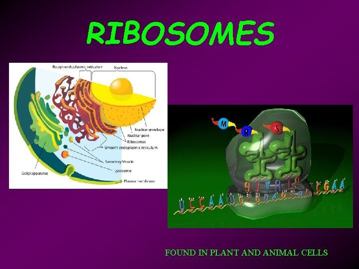 RIBOSOMES FOUND IN PLANT AND ANIMAL CELLS 